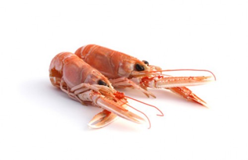 Langoustine